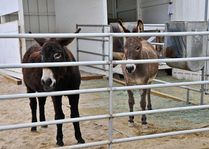 Don Quixote and Dulcinea