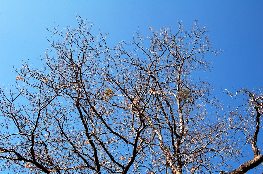 Bare Tree