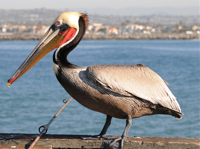 Pelican Male