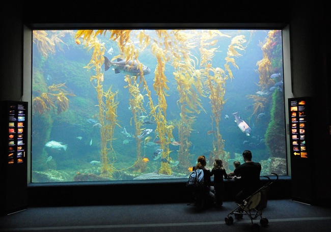 At the Birch Aquarium