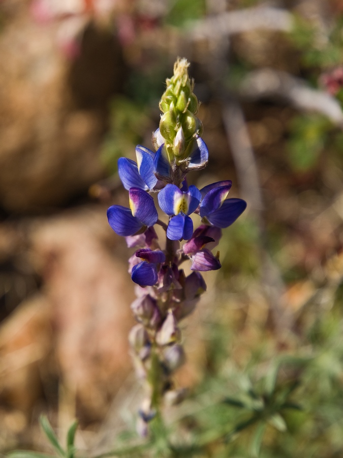 P2270691sm.jpg