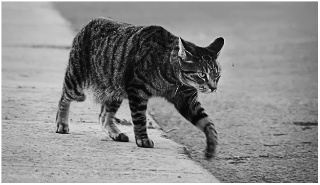Urban jungle kitty.