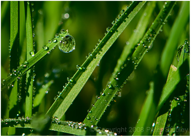 Late morning dew.