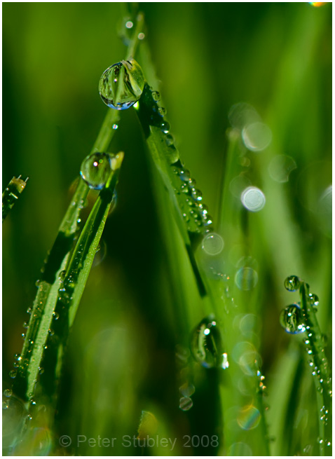 More late morning dew.