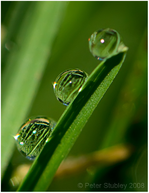 Still more late morning dew.