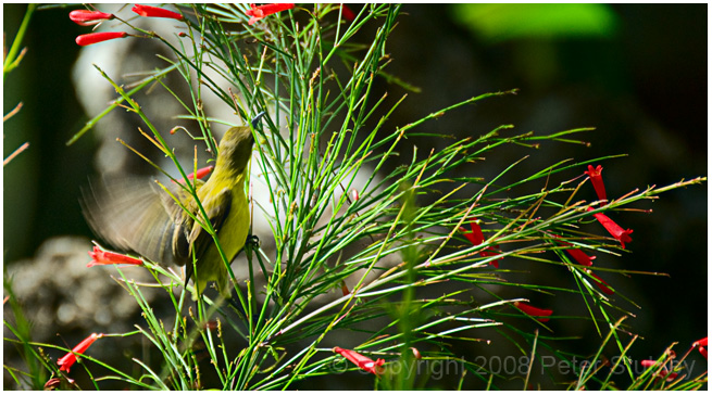 The same bird, later that same day.