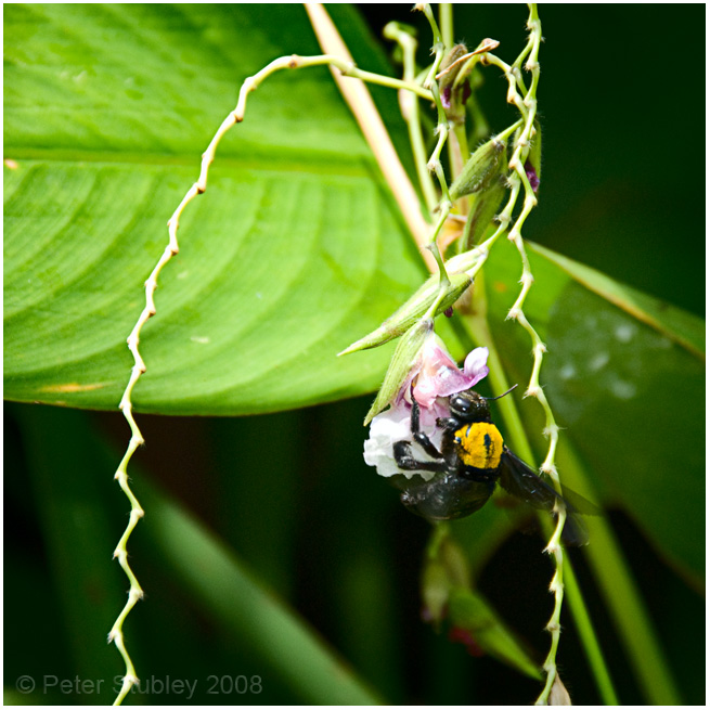Bumble bee.