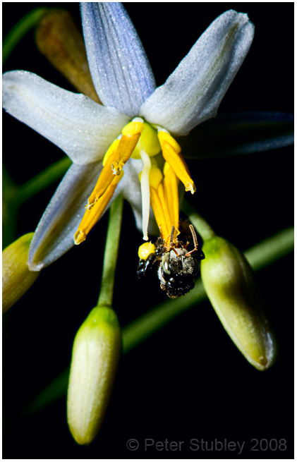 Another bumble bee and flower.