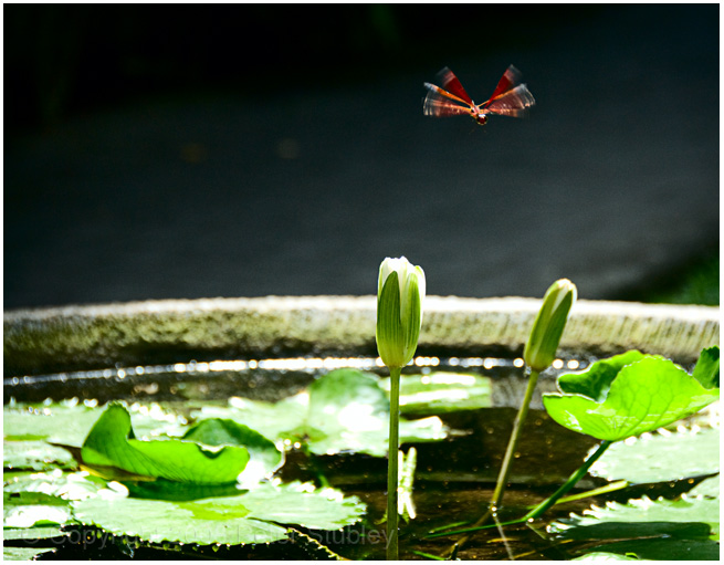 Dragonfly.