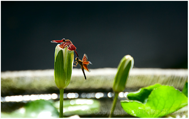 Dragonflies (a private moment).