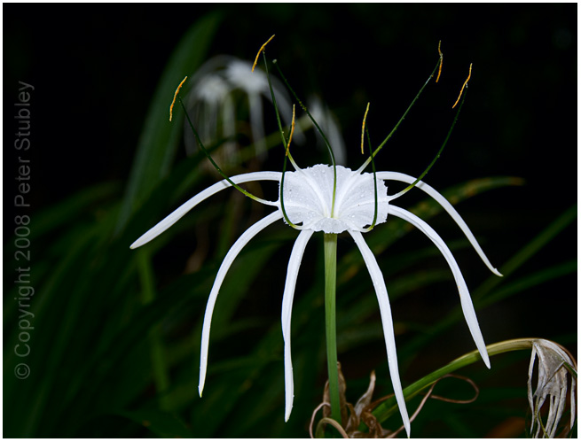 And another flower.