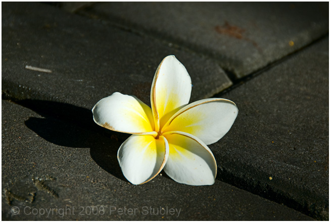 You guessed it, another flower.