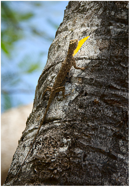 Lizard.