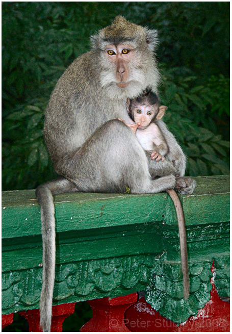 Monkey and child.