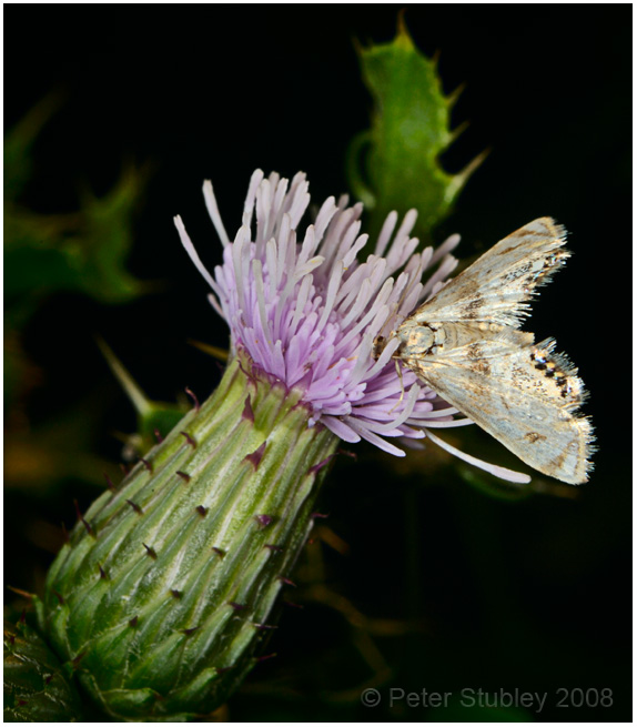 Hungry moth.