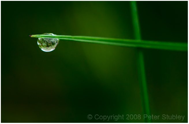Crossed grass.