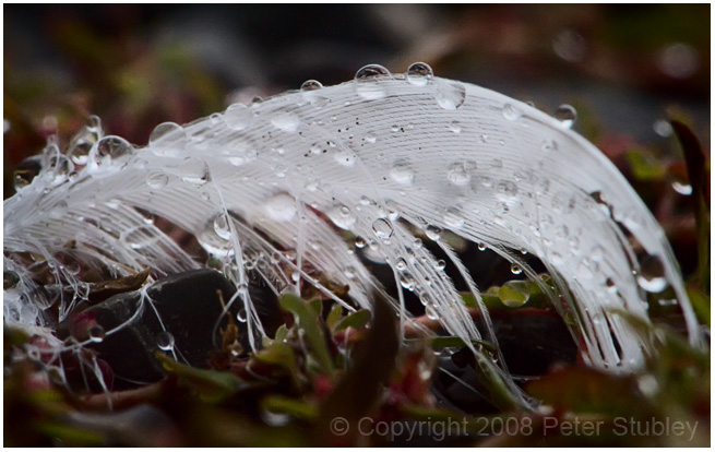 Wet feather.