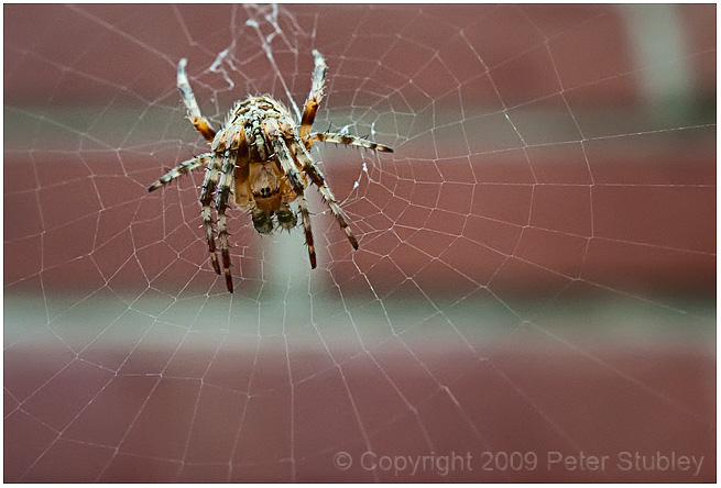 Spider.