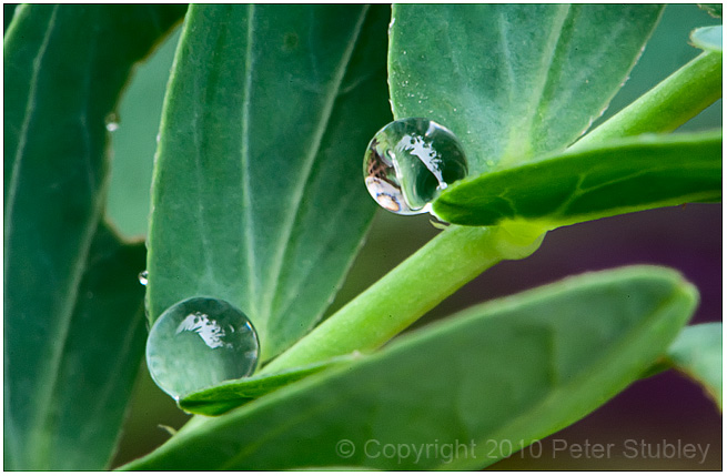 Pond drops.