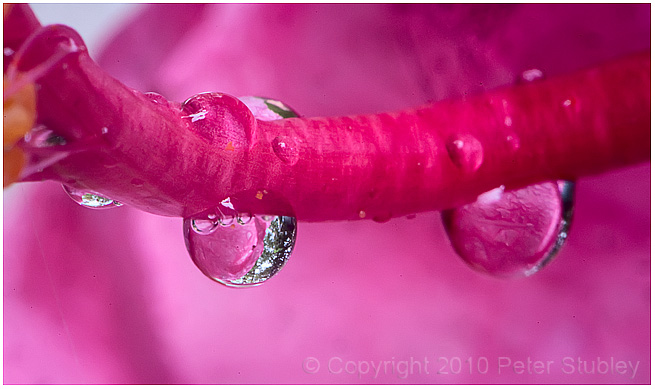 Wet hibiscus again.