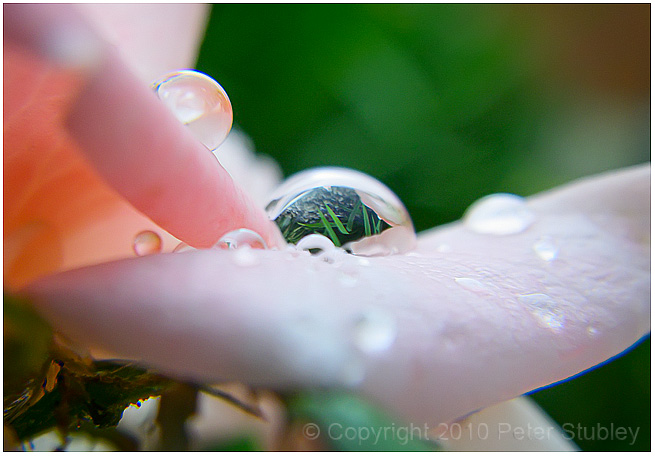 More rose drops.