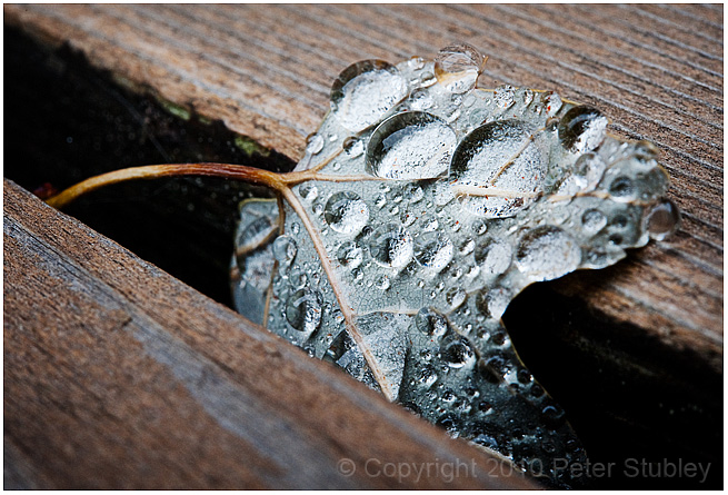 Leaf drops.