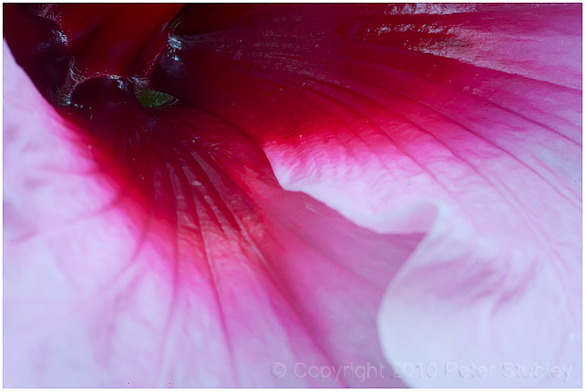 Hibiscus depths.