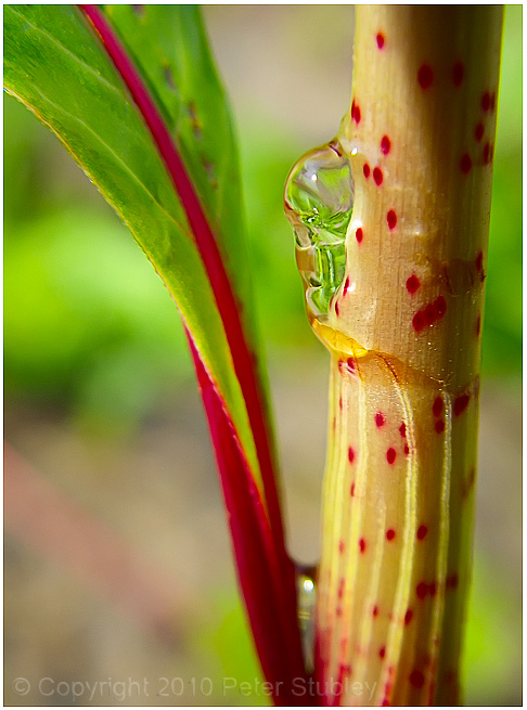 Stalk drop.