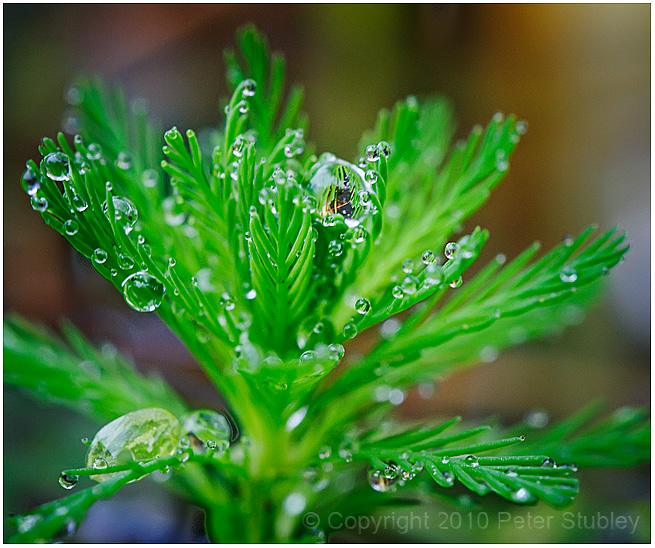 Even more pond drops.