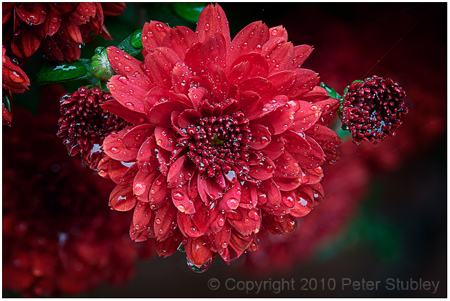 Stacked chrysanthemum.