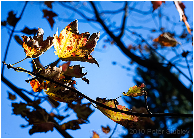 Autumn leaves.