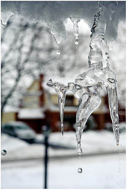 Melting icicles.