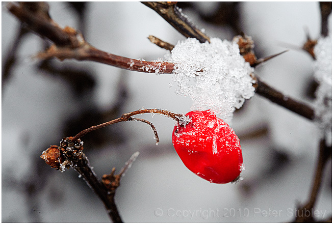 Frosty berry.