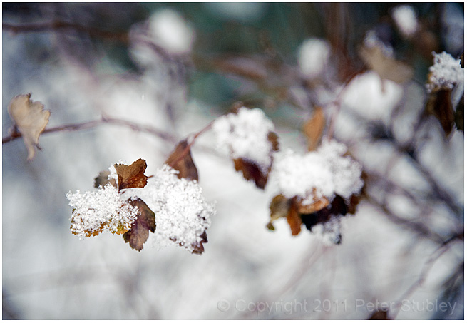 Snowflakes.