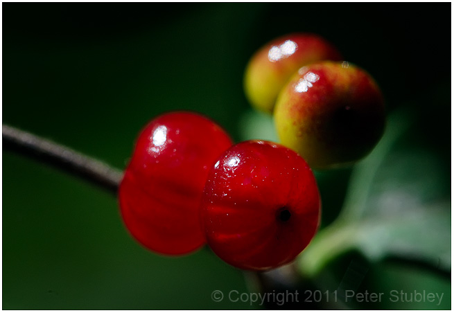Ripening.