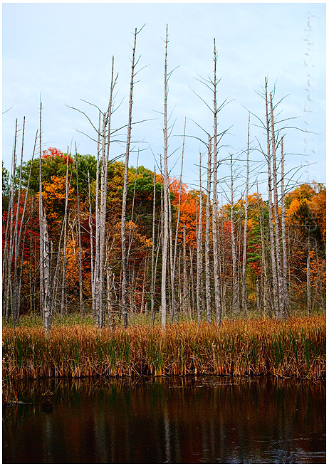 Autumn pond.