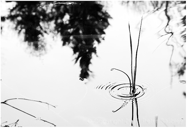 Rain drop ripples.