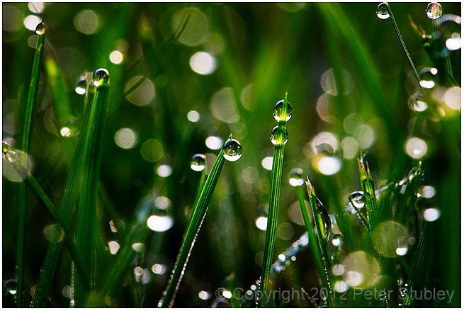 Sparkly dew.