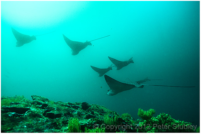 Schooling eagle rays.