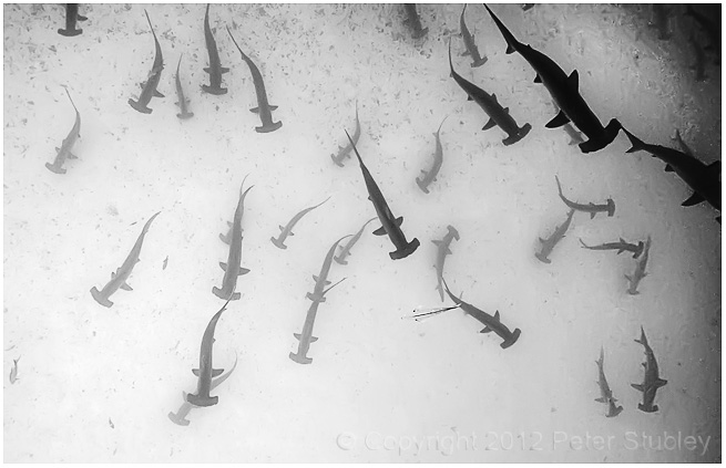 Looking down on a school of hammerheads.
