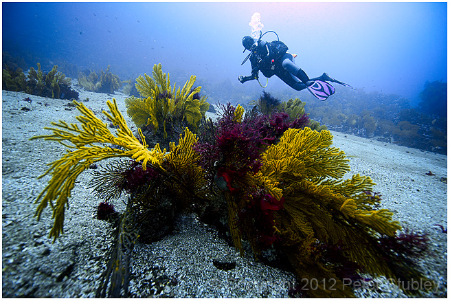 Soft corals.