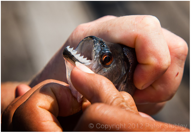 Piranha.