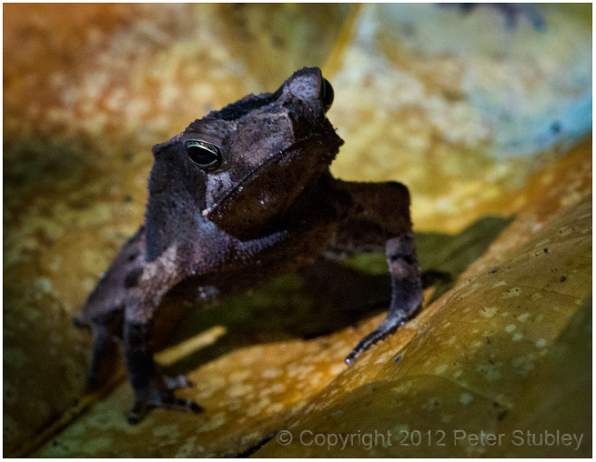 Toad.
