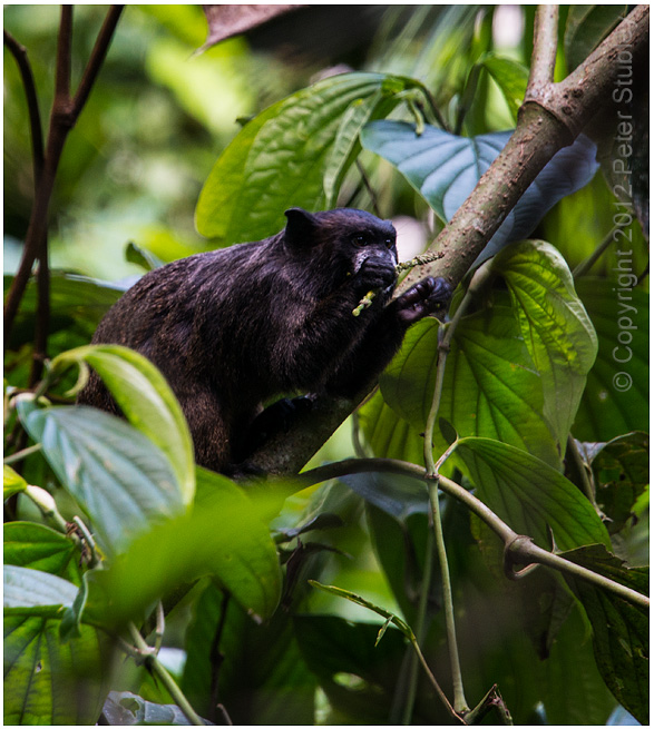 Black tamarind monkey.