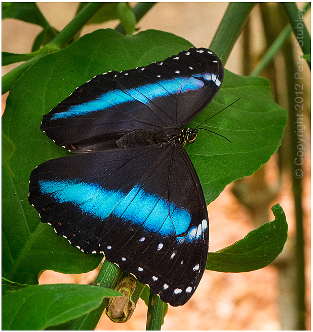 Blue morpho butterfly.