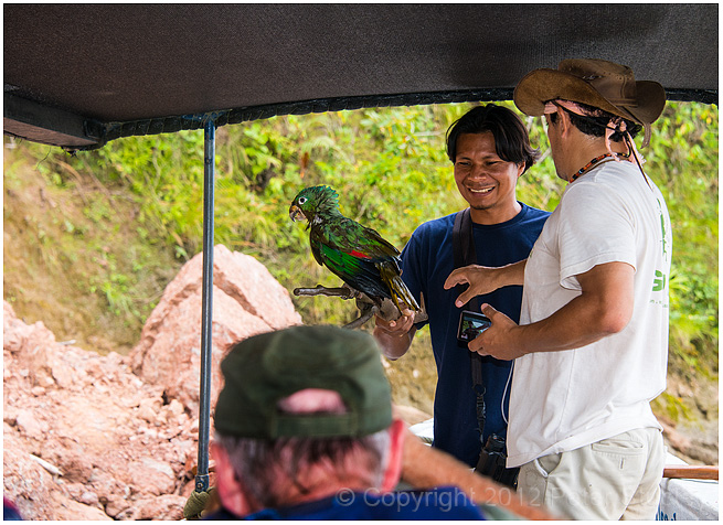 Parrot rescue.