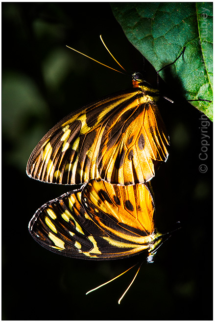 Butterfly porn. photo - Peter Stubley photos at pbase.com