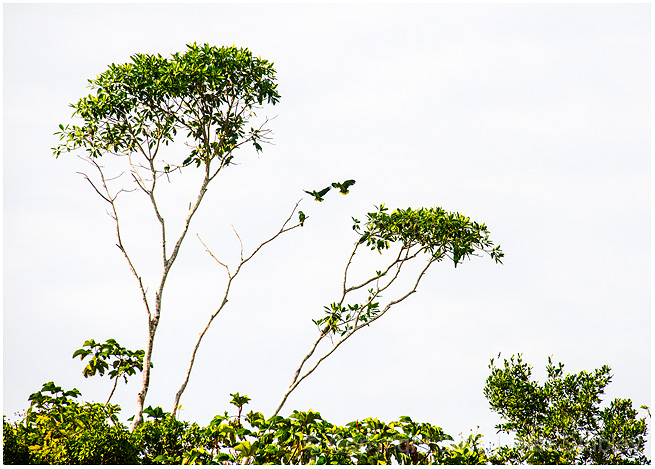 Parrots.