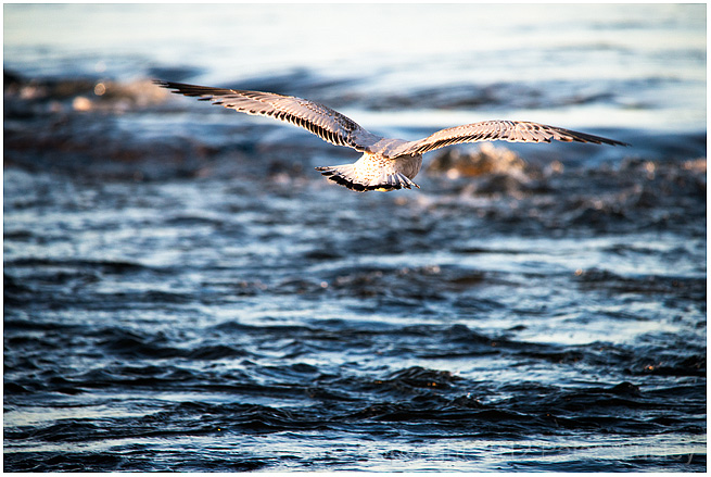 A gulls butt.