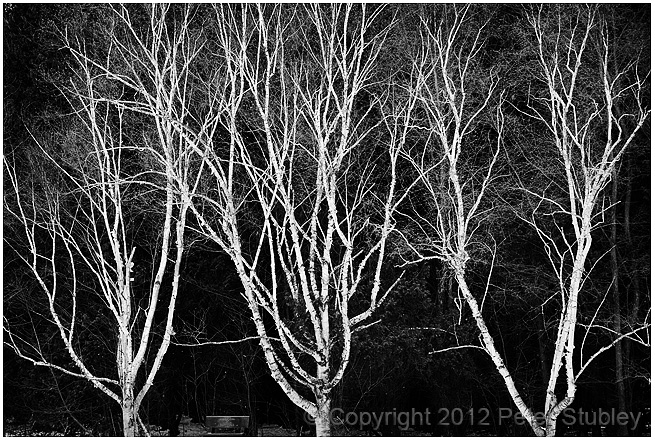Birches (Morgan Arboretum).